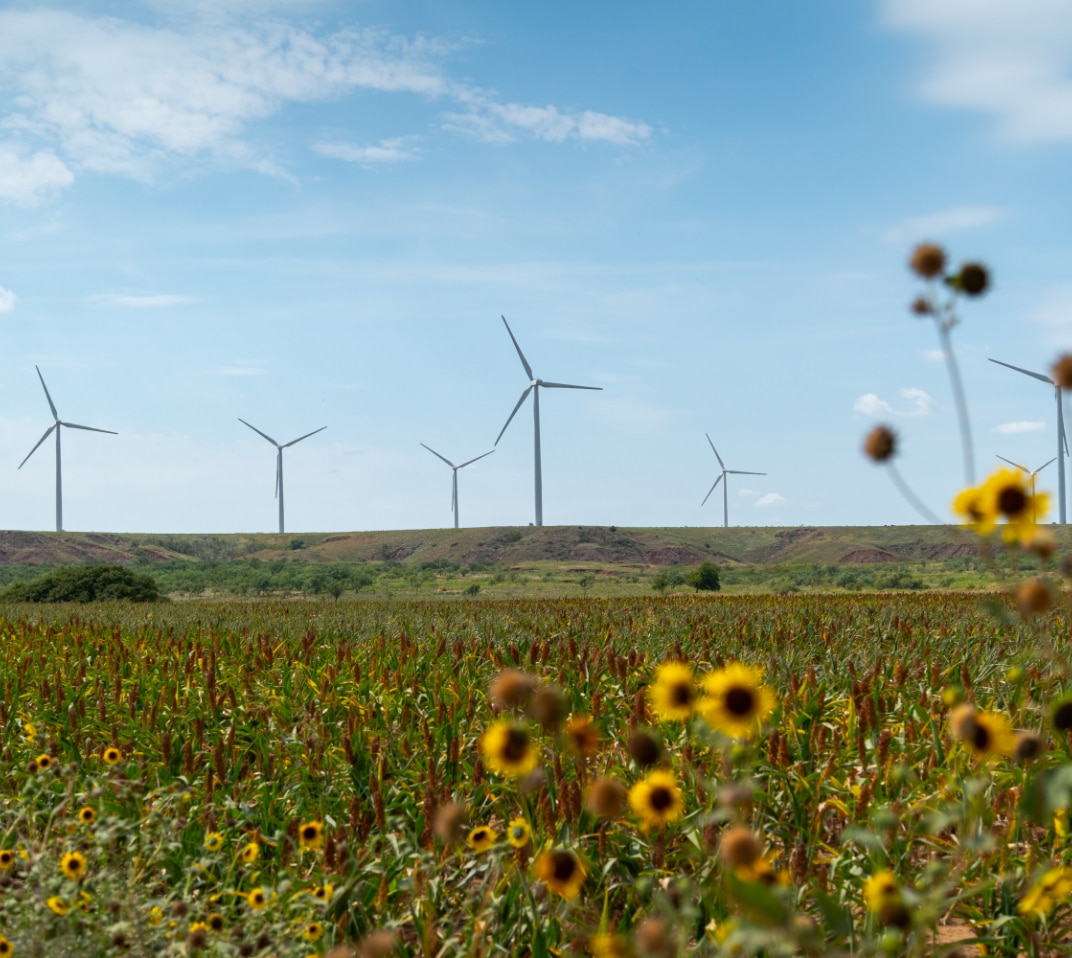 wind mills in a field