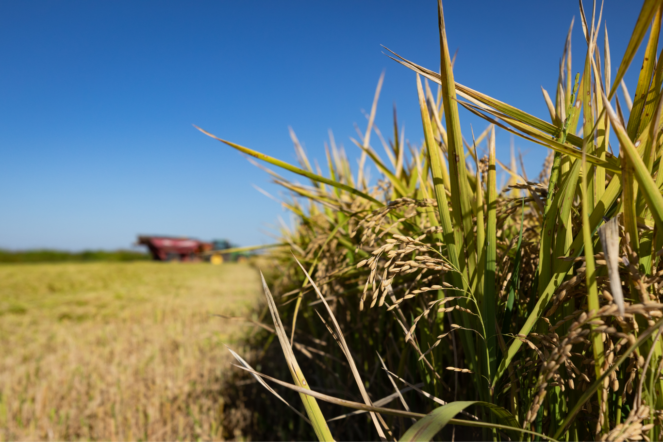 patch of grass