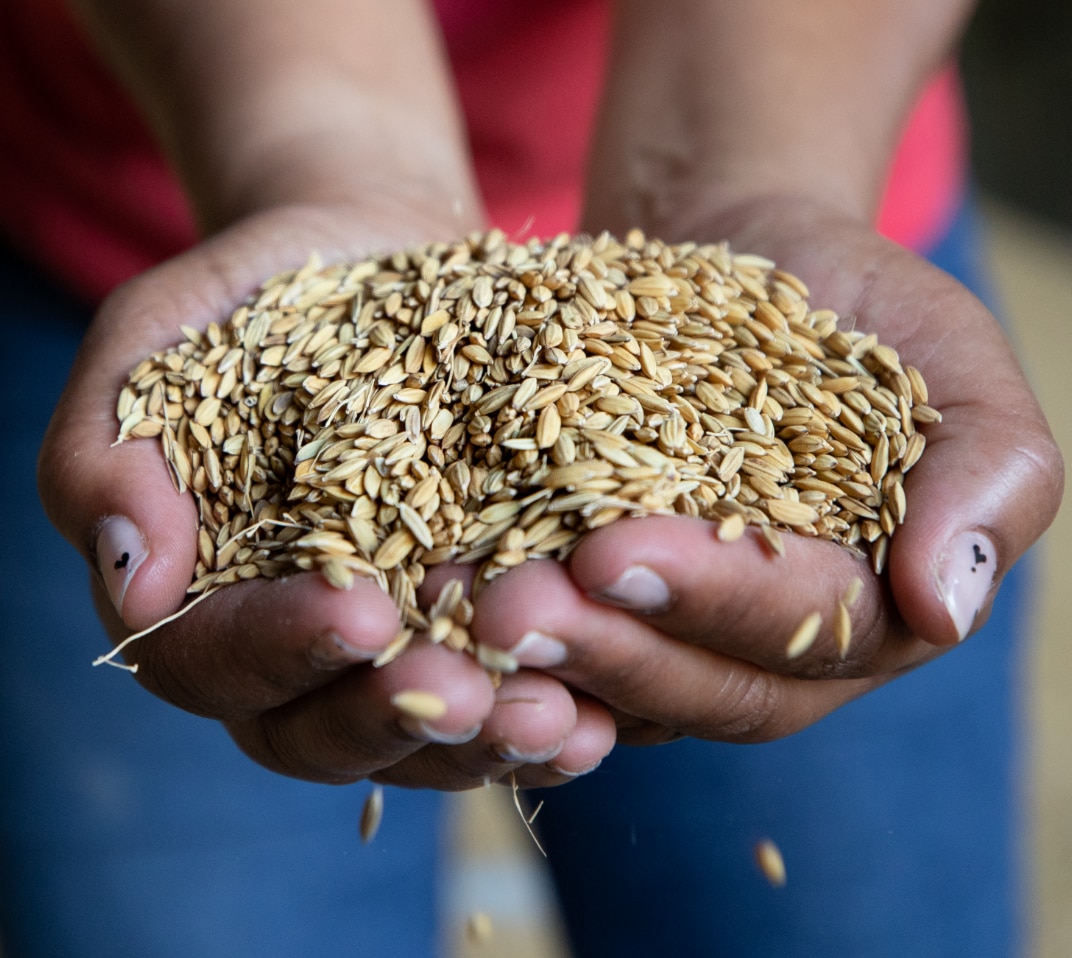 hand holding grains